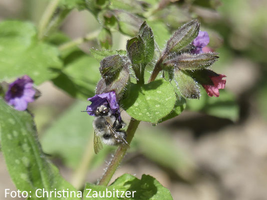 Eine Hummel tankt Nektar an einer Blüte des Gefleckten Lungenkrauts (Pulmonaria officinalis), das seit Ende März 2026 in einem naturnah bepflanzten Vorgarten in Jena blüht.
