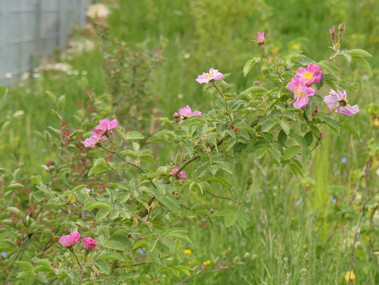 Eine Wildrose blüht in einer naturnah bepflanzten und gestalteten Fläche