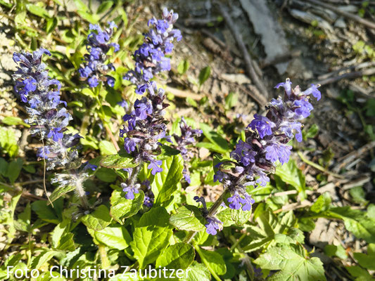 Blühender Kriechender Günsel (Ajuga reptans)
