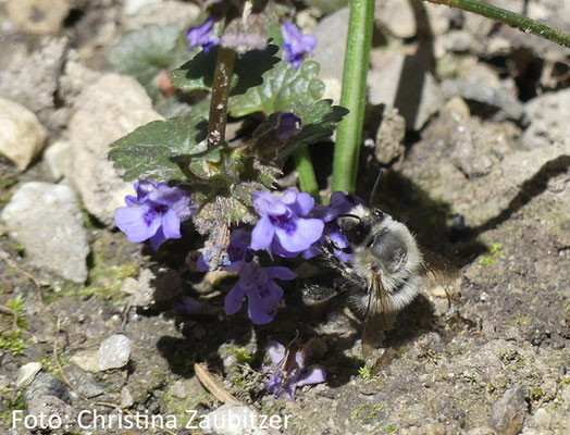 eine Hummel tankt Nektar an einer Gundermann-Blüte