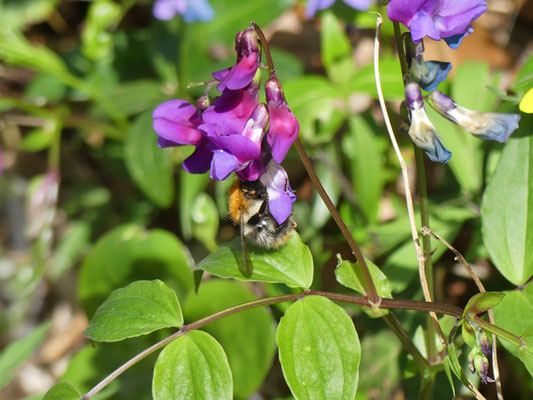 Eine Hummel sitzt an einer Blüte der Frühlingsplatterbse und saugt Nektar aus der Blüte