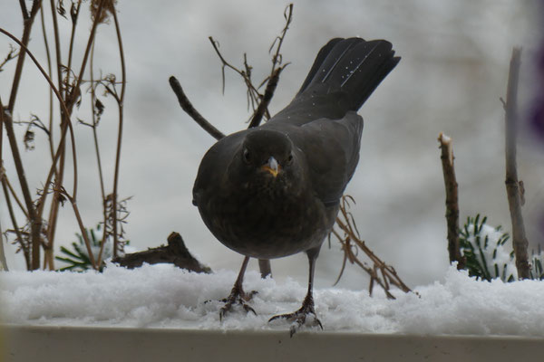 eine Amsel ist im Winter bei Schnee auf der Balkonbrüstung gelandet