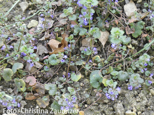Gundermann (Glechoma hederacea) als Bodendecker für halbschattige bis schattige Bereiche