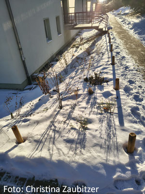Ein schneebedeckter naturnah bepflanzter Vorgarten am Wohnblock im Januar 2026 in Jena. Die vertrockneten Blütenstände der Wildstauden schauen aus dem Schnee heraus. Sie bieten Insekten eine Überwinterungsmöglichkeit.