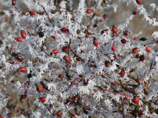 Im Winter sind die Zweige einer Wildrose mit Raureif überzogen, die roten Hagebutten bilden einen schönen Kontrast zum weißen Raureif.