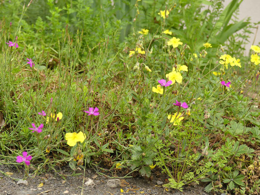 In einem Vorgartenbeet in Jena wurden als insektenfreundliche Bodendecker unter anderem purpurfarbene Heidenelke und gelb blühendes Gewöhnliches Sonnenröschen gepflanzt. Beides sind ausdauernde heimische Wildpflanzen