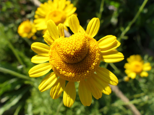 außergewöhnlicher Blütenkorb einer Färberkamille (Anthemis tinctoria) - er sieht aus wie ein Herz oder ein lächelnder Smiley