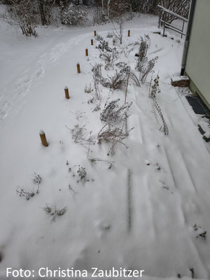 Ein schneebedeckter naturnah bepflanzter Vorgarten am Wohnblock im Januar 2026 in Jena. Die vertrockneten Blütenstände der Wildstauden schauen aus dem Schnee heraus. Sie bieten Insekten eine Überwinterungsmöglichkeit.