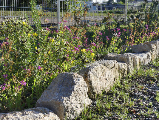 21.10.2023: die Blüten von Ginster und Nelkenleimkraut im Herbstlicht