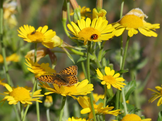 eine Vielzahl verschiedener Insektenarten fand sich schnell im neuen naturnahen Ortskern ein