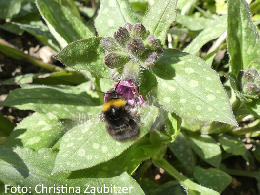 Eine Hummel tankt Nektar an einer Blüte des Gefleckten Lungenkrauts (Pulmonaria officinalis), das seit Ende März 2026 in einem naturnah bepflanzten Vorgarten in Jena blüht.