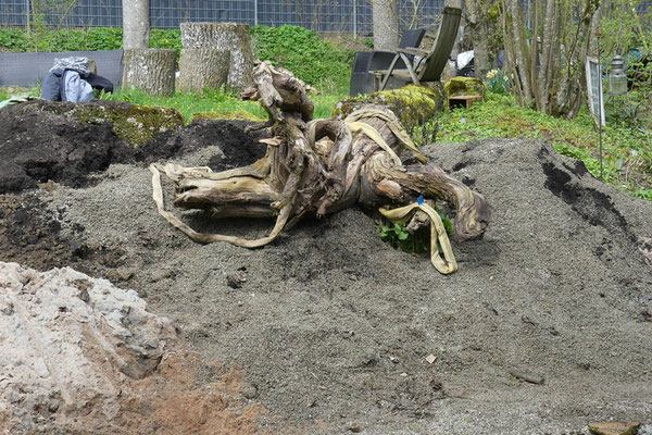 der ursprünglichen Bewuchs der Fläche ist entfernt, ein Teil des Substrates aufgebracht und Totholz platziert
