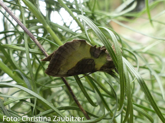 eine Messingeule (Diachrysia chrysitis, Nachtfalter) hat sich in die Goldhaar-Aster (Aster linosyris) zurückgezogen