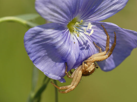 eine Spinne an einer Lein-Blüte