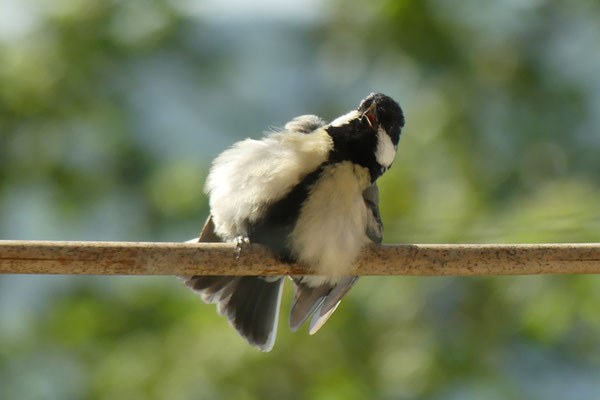 ein Kohlmeisen-Ästling auf dem Balkon
