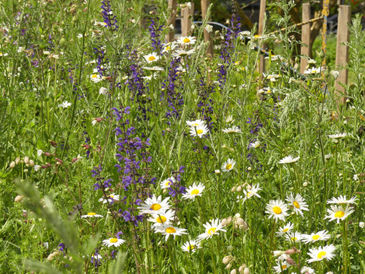 Blüh-Aspekt im Mai: Margeriten (Leucanthemum ircutianum/vulgare), Wiesen-Salbei (Salvia pratensis), Weiße Lichtnelke (Silene latifolia ssp. alba), Gewöhnliches Leimkraut (Silene vulgaris)