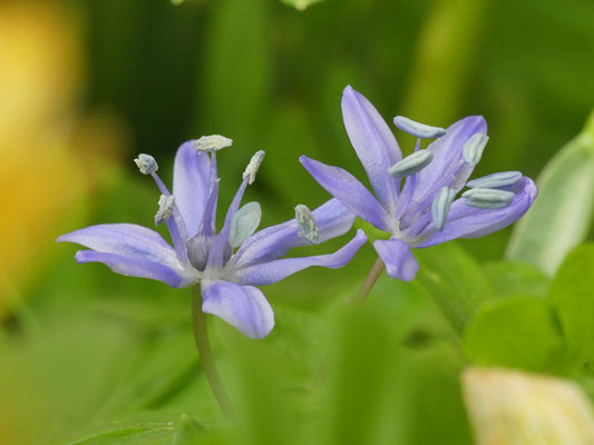 Scilla bifolia (Zweiblättriger Blaustern) in meinem Hausbeet