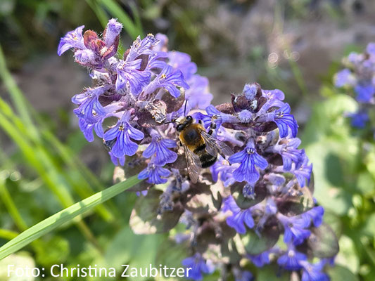 Die Blüten des Kriechenden Günsels werden gern von Wildbienen inkl. Hummeln angeflogen