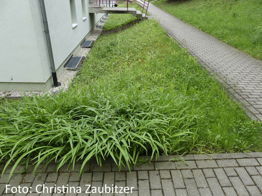 ursprüngliche Grünfläche an einem Wohnblock, die zu einem Hanggarten umgestaltet wird