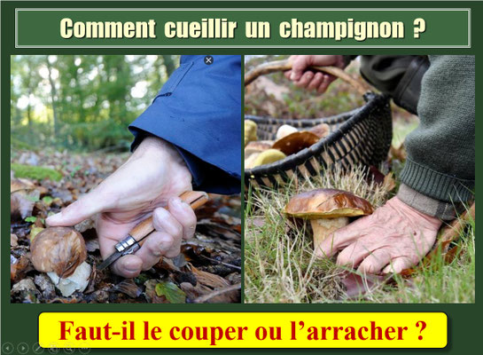 2-Comment cueillir un champignon ?