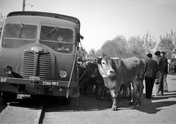 La vache et la bétaillère