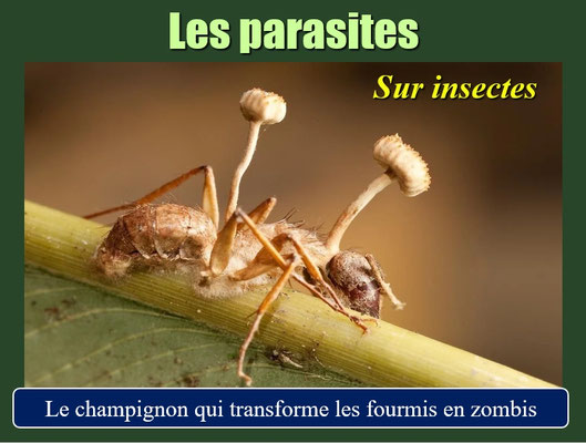 Parasite sur un insecte