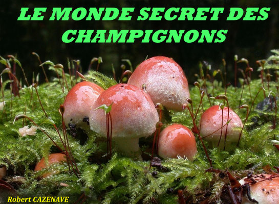 Monde secret de²²²s champignons - Robert Cazenave