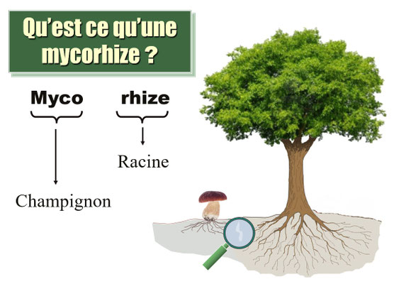 Mycorhize