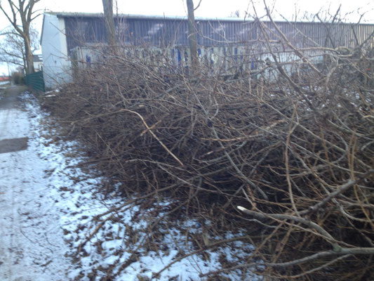 Die "Jagdstrecke" der fleißigen Gemeinschaftsdienstler und Baumfäller