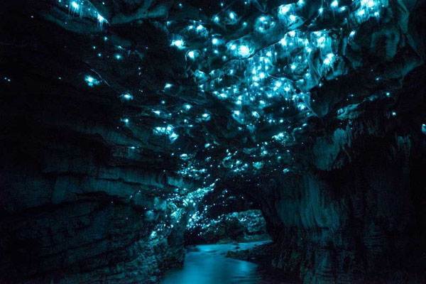 waitomo-glowworm-cave