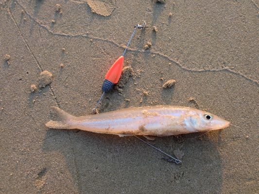 砂浜で釣れたキスの写真