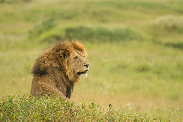 Leeuw, Serengeti National Park