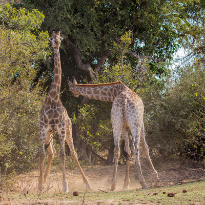 Vechtende giraffen, Kruger National Park