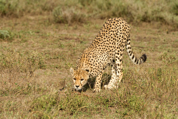 Cheetah, Nduto Area