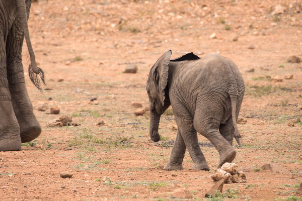 Jonge Afrikaanse olifant, Kruger National Park