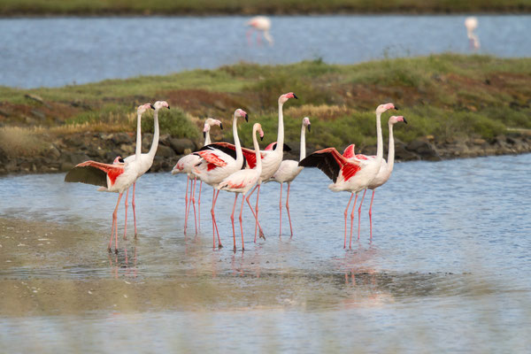 Kleine flamingo's