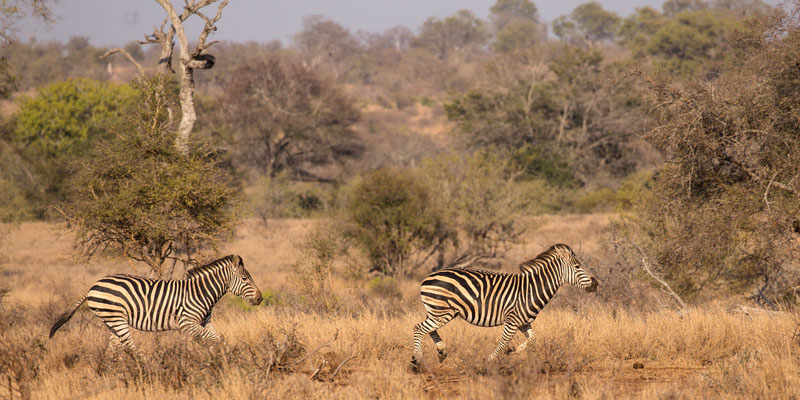 Rennende zebra's, Kruger National Park