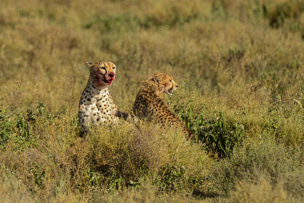 Cheetah, Nduto Area