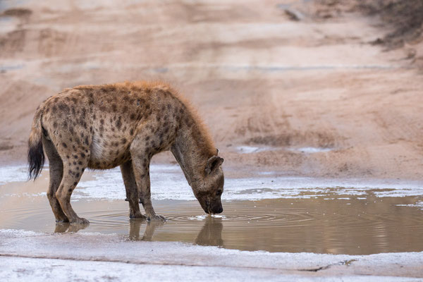 Gevlekte hyena, Hluhluwe Game Reserve