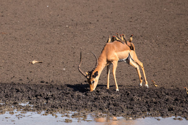 Impala, Hlane Game Reserve, Swaziland