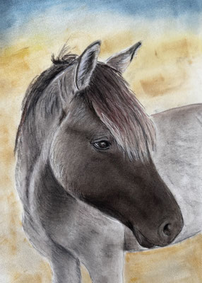 "Pony Simba" Pastell auf Pastellmat DinA4