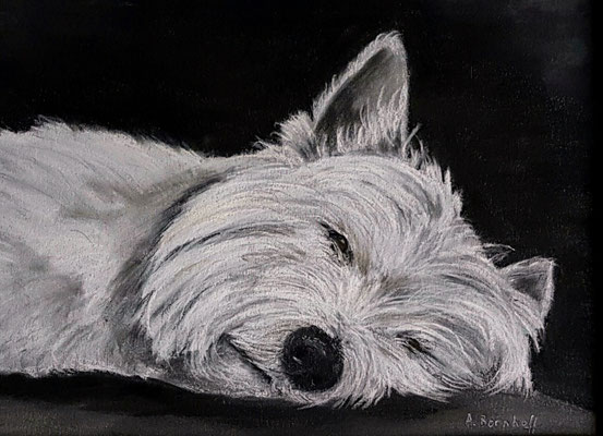" Westie" Pastell auf Tonpapier DIN A4 Format 11.2009
