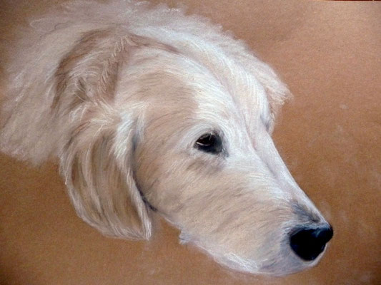 "Sam" Pastell auf Tonpapier 30x40 cm 10.2013