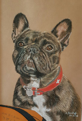 "Französische Bulldogge Malou" Pastell auf Künstlerpapier DinA4 Format 04.18