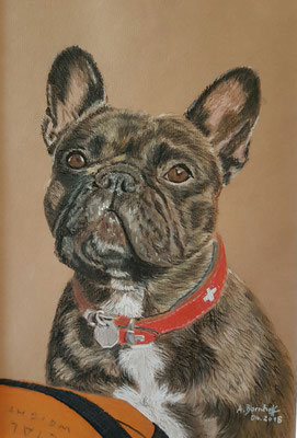 "Französische Bulldogge Malou" Pastell auf Künstlerpapier DinA4 Format 04.18