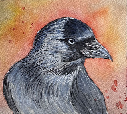 "Dohle in unserem Garten" Aquarell im Skizzenbuch