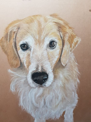 "Golden Retriever Simba" DinA4 12.2017