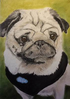  "Ivo" Pastell auf Tonpapier DIN A4 Format 12.2015