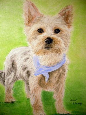 "Robin" Pastell auf Tonpapier DIN A4 Format 03.2010