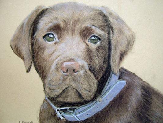 "Brauner Labrador" Pastell auf Tonpapier DIN A4 Format 01.2006